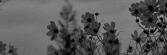 🍀@タグ垢 banner