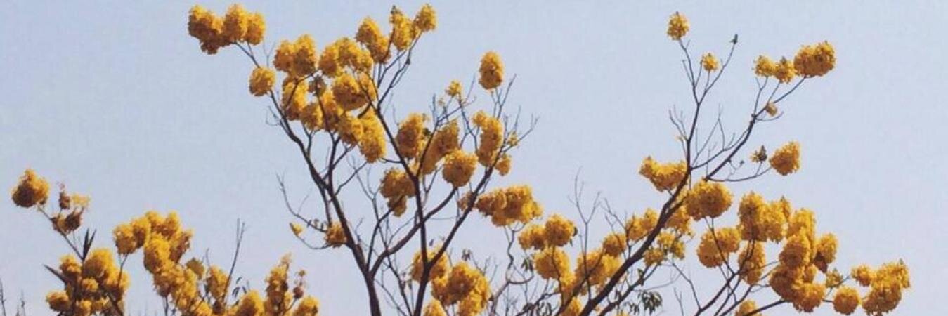 cinthiabc's profile banner image