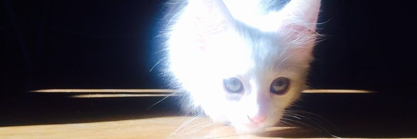 Firekirin_10's profile banner image