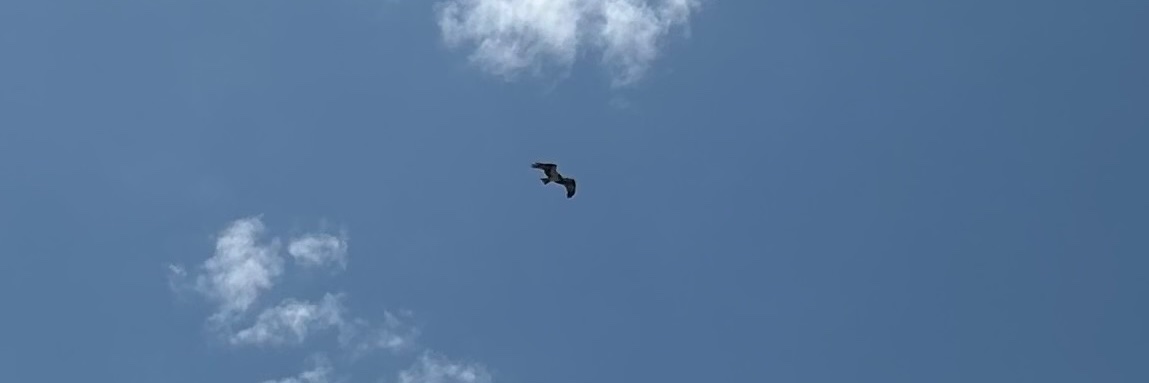 Politics As Usual banner