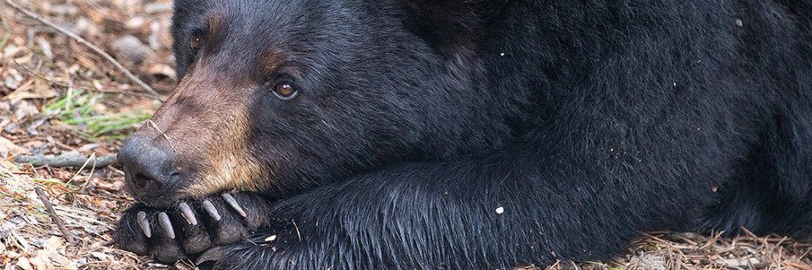 problembear's banner