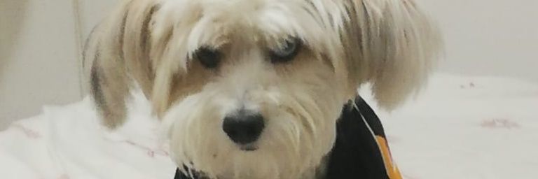 Gonchi64's profile banner image