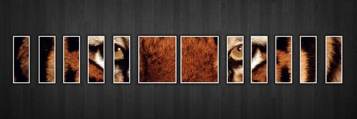 Viral Stormz's banner