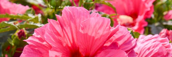 🍰 banner