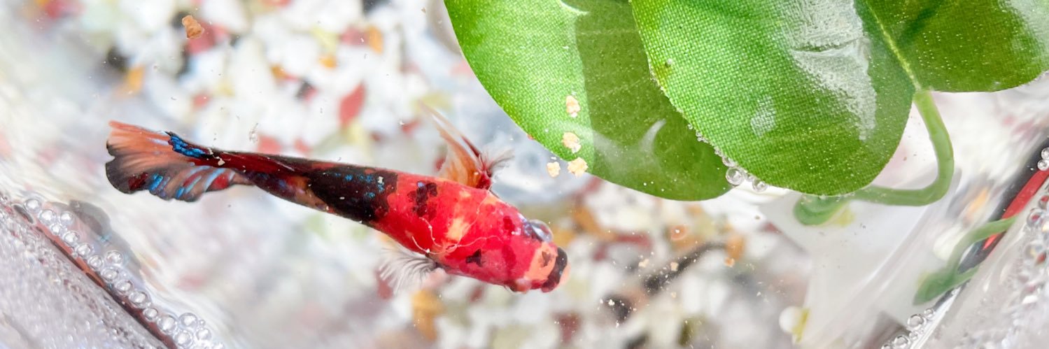 MRMЯ 𓆜𓆝𓆞 banner