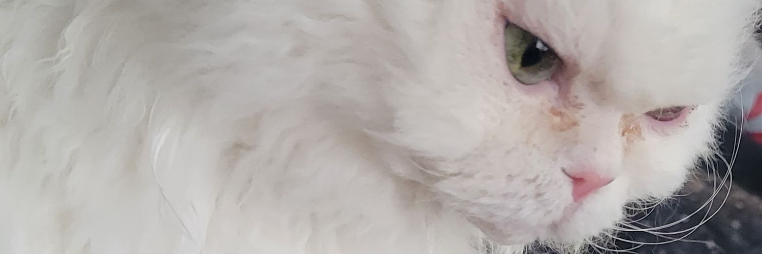KelThulu 🇺🇦🐀 banner