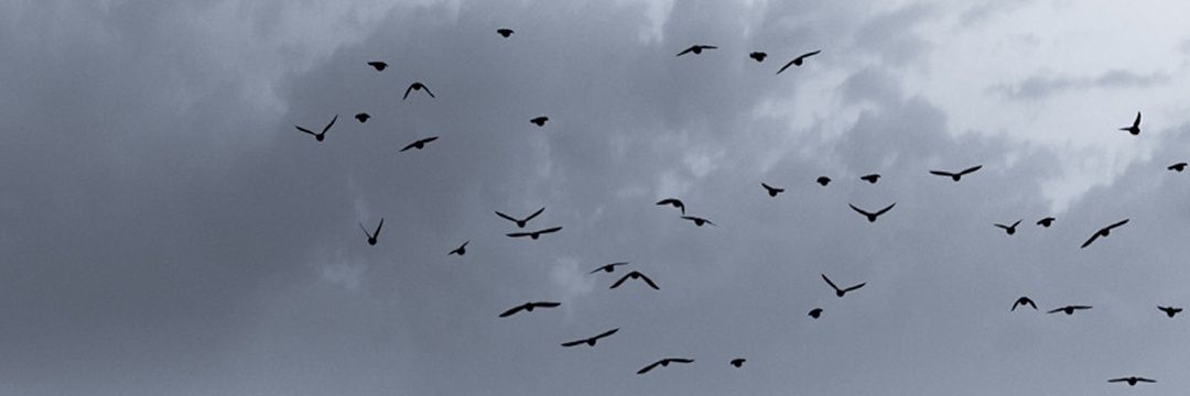DenaldySN's profile banner image