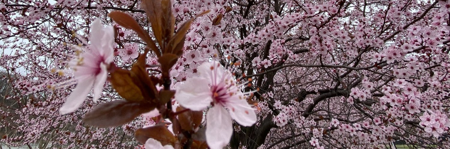🦩Jay - lifetime🦩 banner