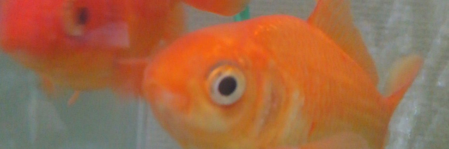 tellyoshi's profile banner image