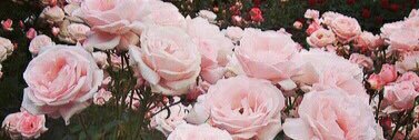 arwa_158's profile banner image