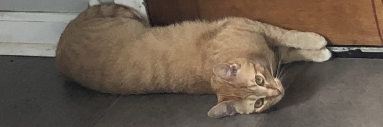 britt_boynton's profile banner image