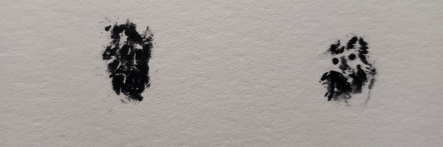 _LDalessandro_'s profile banner image