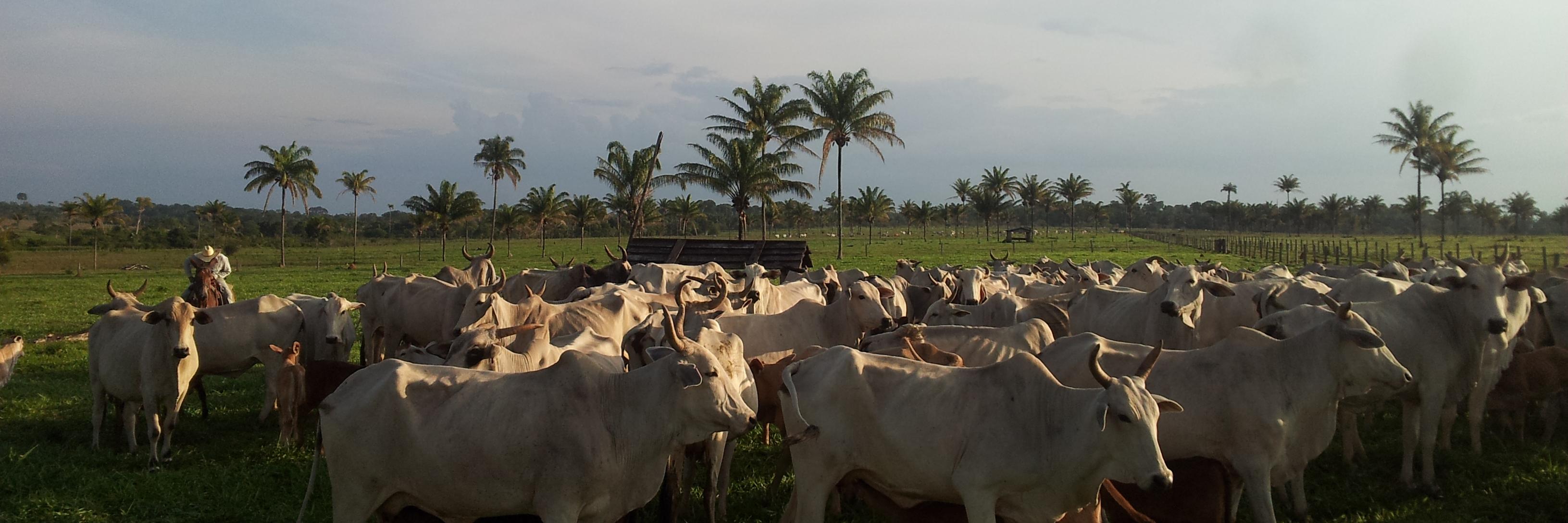 Erasmus zu Ermgassen banner