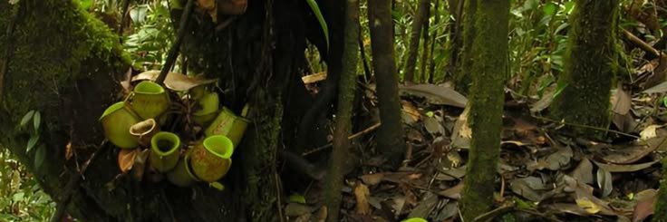 ThePitcher🇰🇪 banner