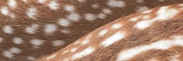 Nina✿ banner