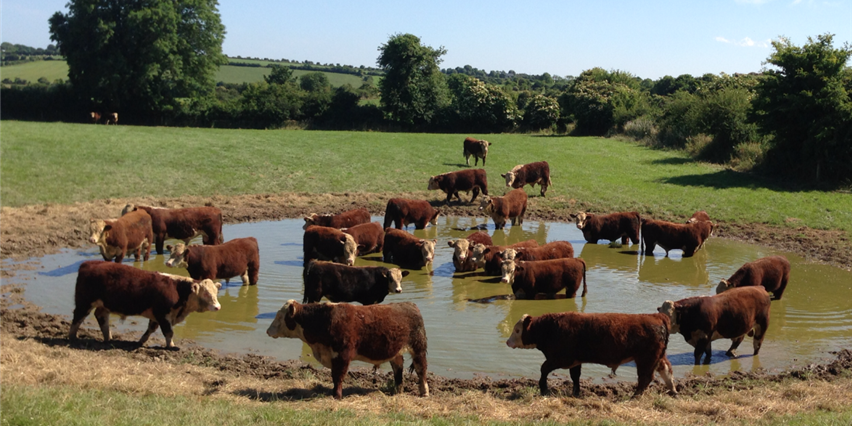 Allowdale Herefords:Breeders Anne P.&Liam Philpott banner