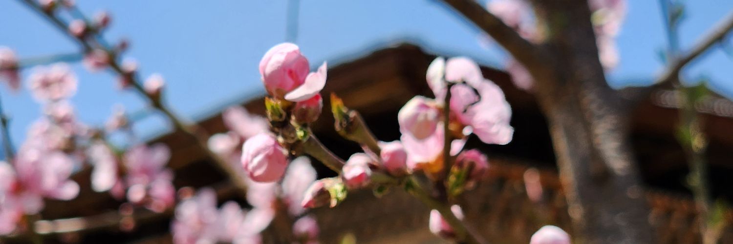 ishtupa's profile banner image