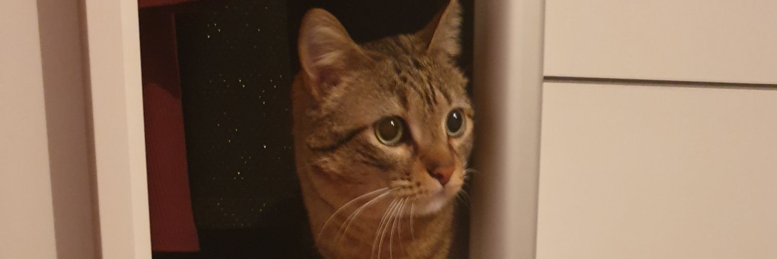 MsNorroleli's profile banner image