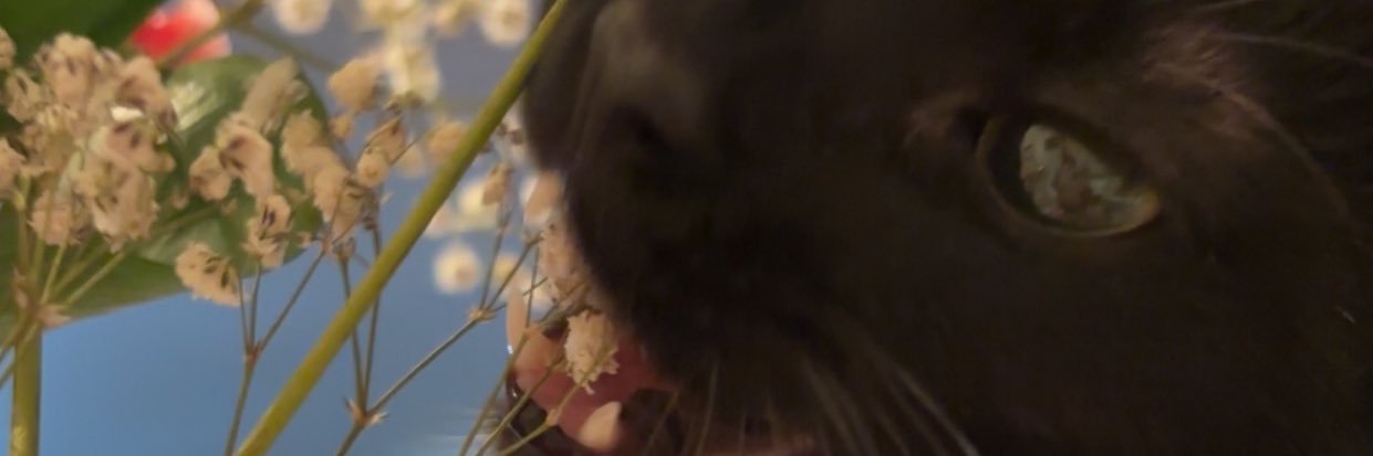 Merariz_6's profile banner image