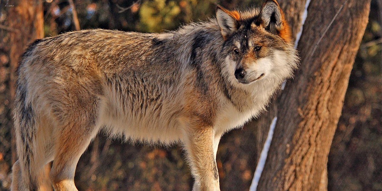 freewolf1988's profile banner image