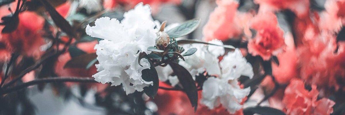 Rshafor's profile banner image