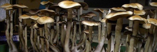 shroomsewer's profile banner image