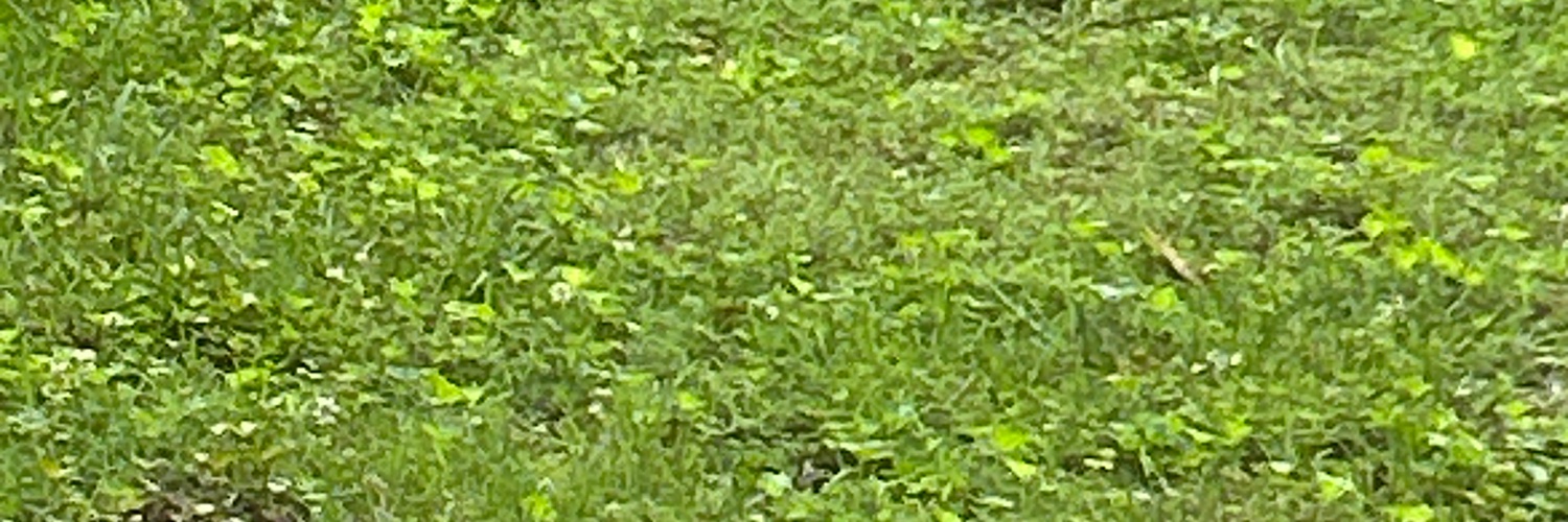 maggie_lytle's profile banner image