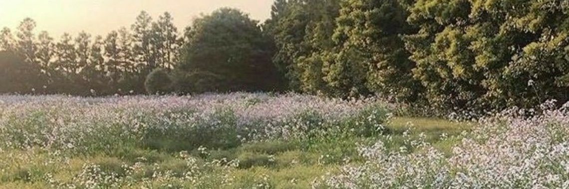 meadowburrows's profile banner image