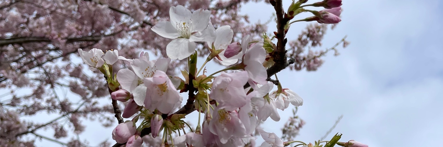 Alison Sandstrom banner