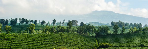 areinaud Profile Banner