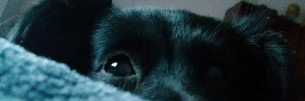 _LuciaZarate's profile banner image