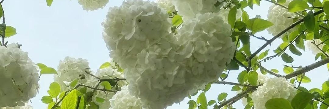 海懒 banner