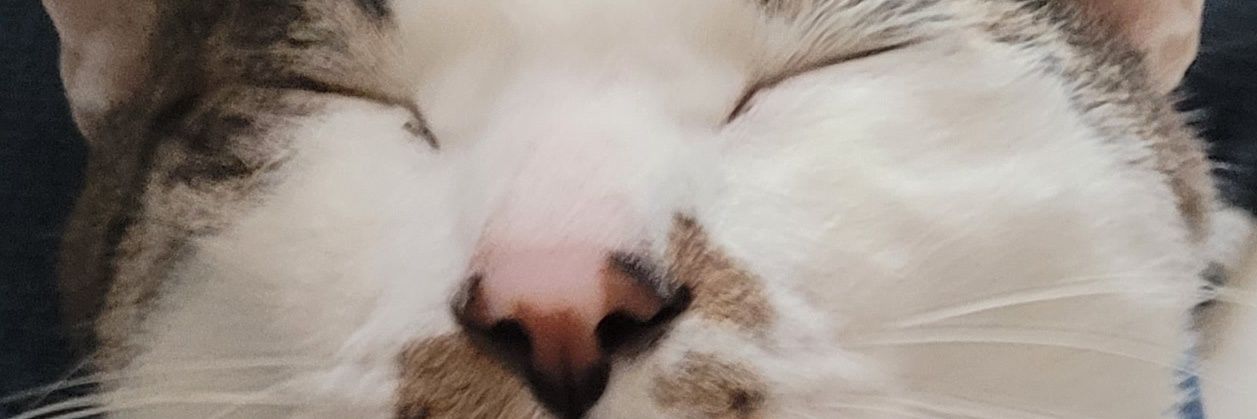 GoldBlueShiyu's profile banner image