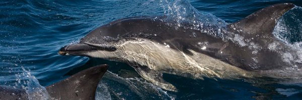 Hebridean Whale & Dolphin Trust Profile Banner