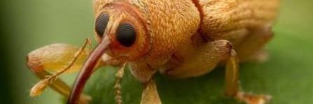 🐞 bug 🐞 banner