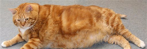 bigorangecat's profile banner image