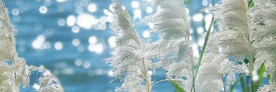 Sarina banner