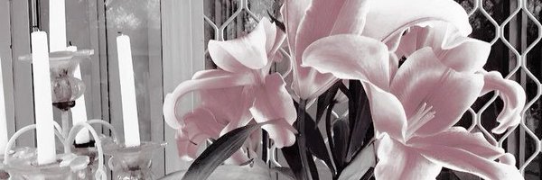 VEILB0RN Profile Banner