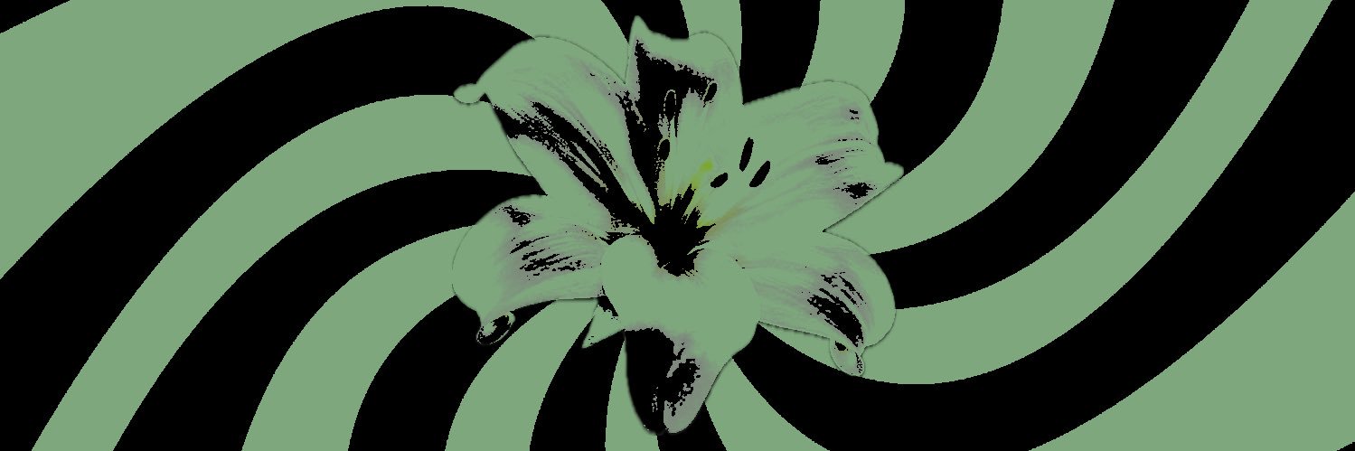 ₊❏❜ ⋮𝐖𝑯𝑰𝑻𝑬 𝐋𝑰𝑳𝒀 banner