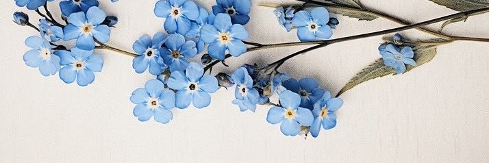 Alin 🌸 banner