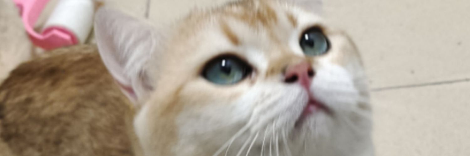 jenson_ilan's profile banner image