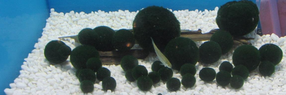 マスコット banner