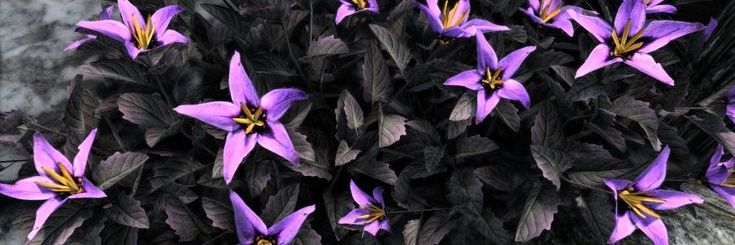 cultistcravings's banner