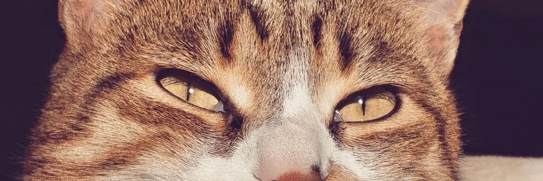 penko2003's profile banner image