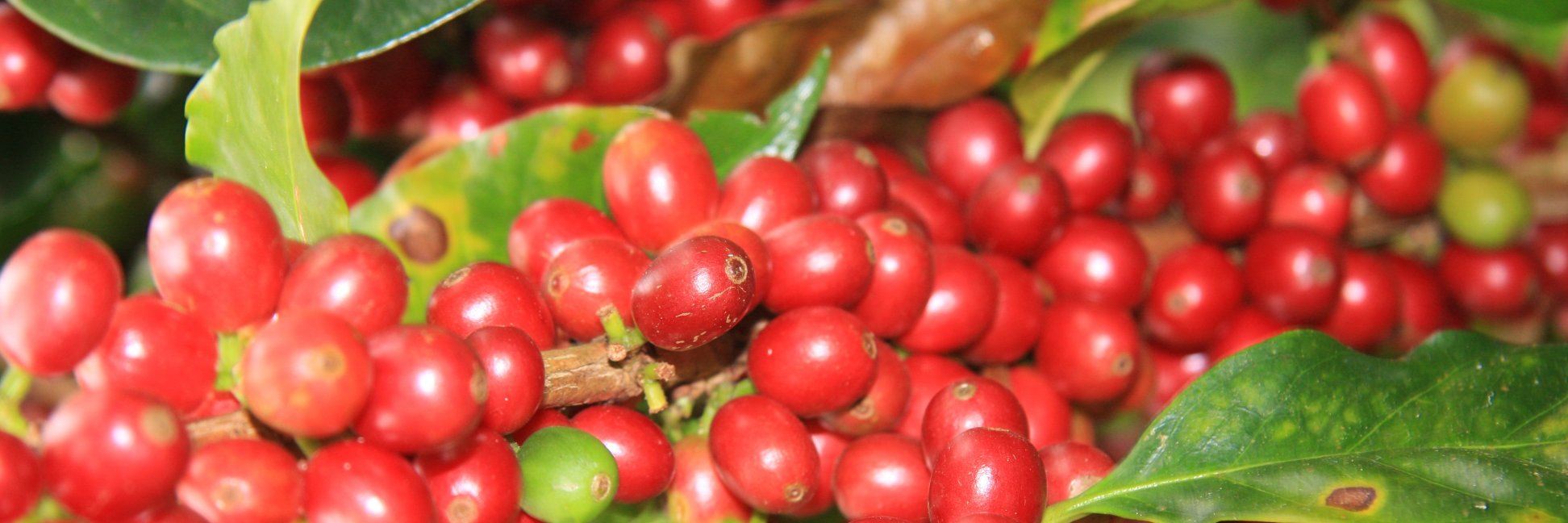 GoldMtnCoffee's profile banner image