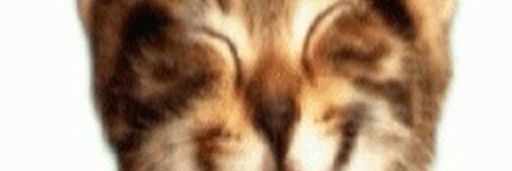 Nickleibs's banner