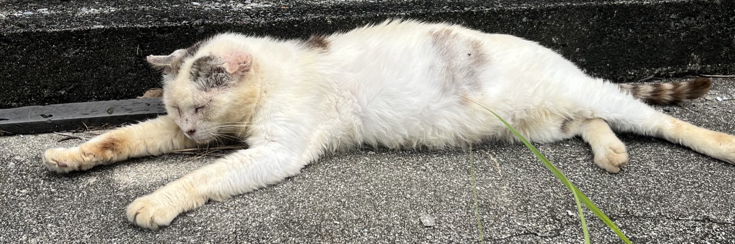 レチョギダラサ banner