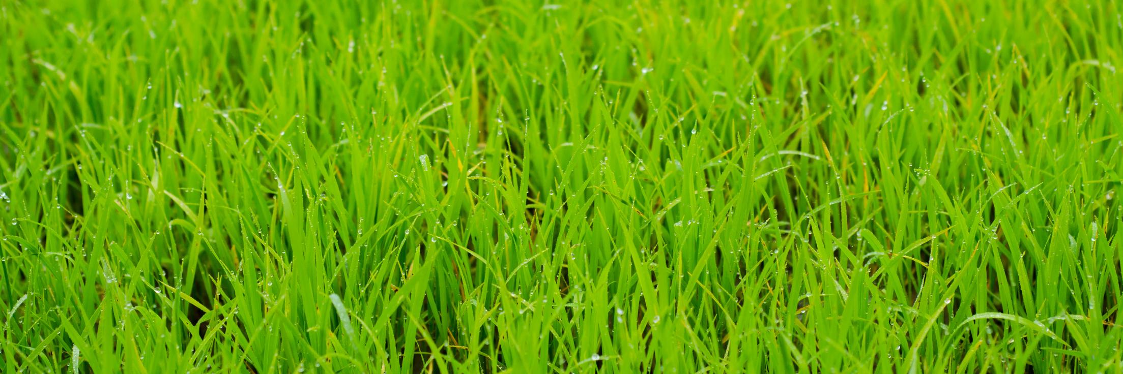 malku_mms's profile banner image