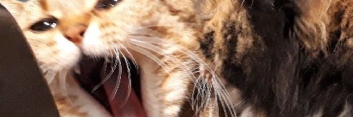 いせえび banner