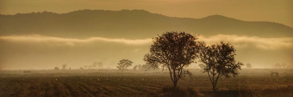 pichayeut's profile banner image